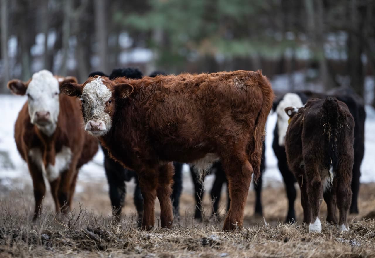 This may be the real reason USDA made a huge revision to its beef-export sales data