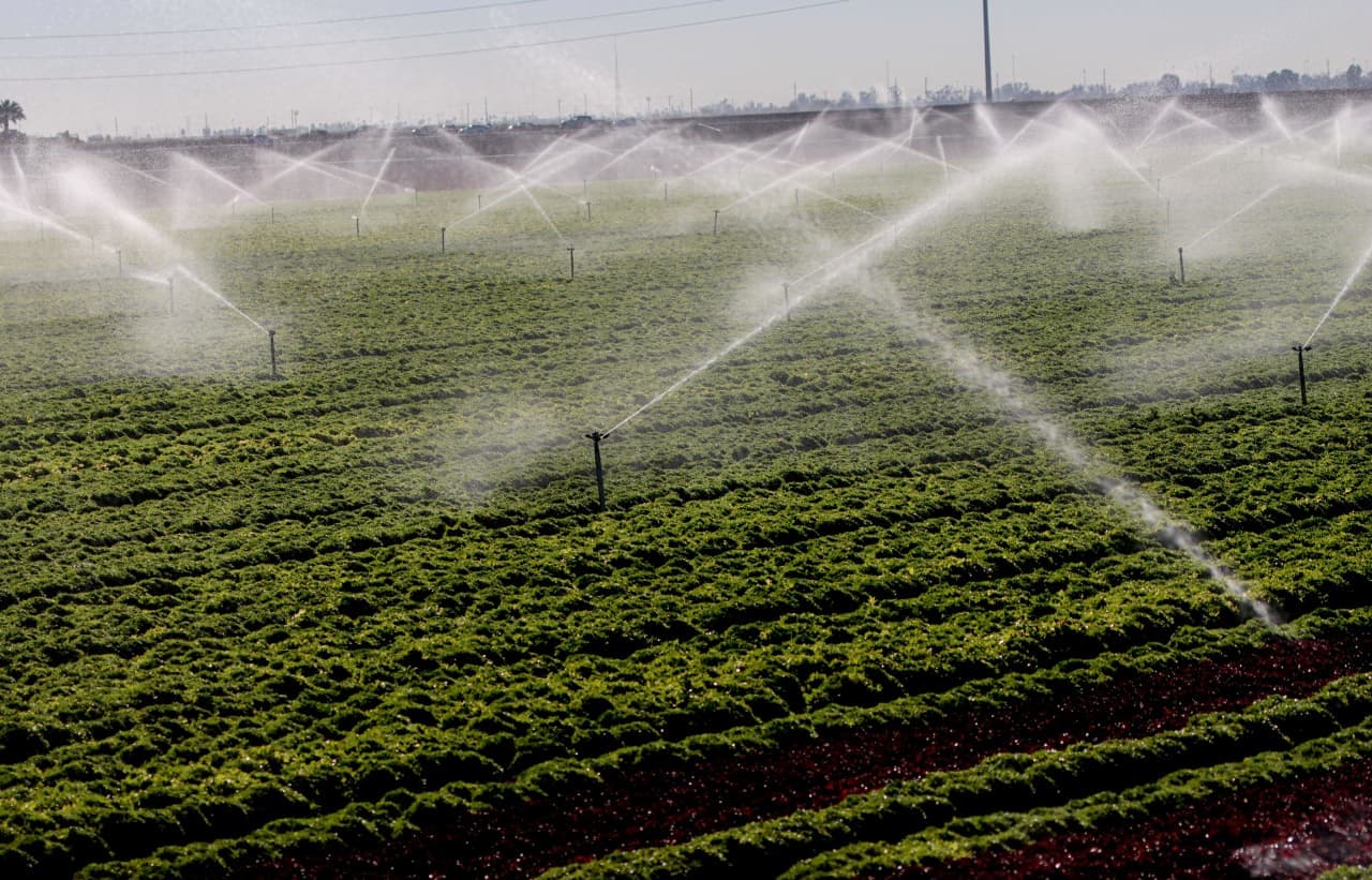 What makes this cyclospora outbreak different — and why it might not end until August