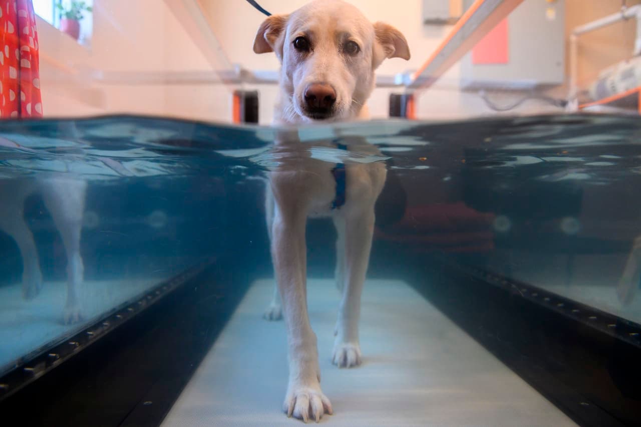 ‘Owning a pet has become a luxury’ — vets worry about higher prices and shrinking pet population, survey finds