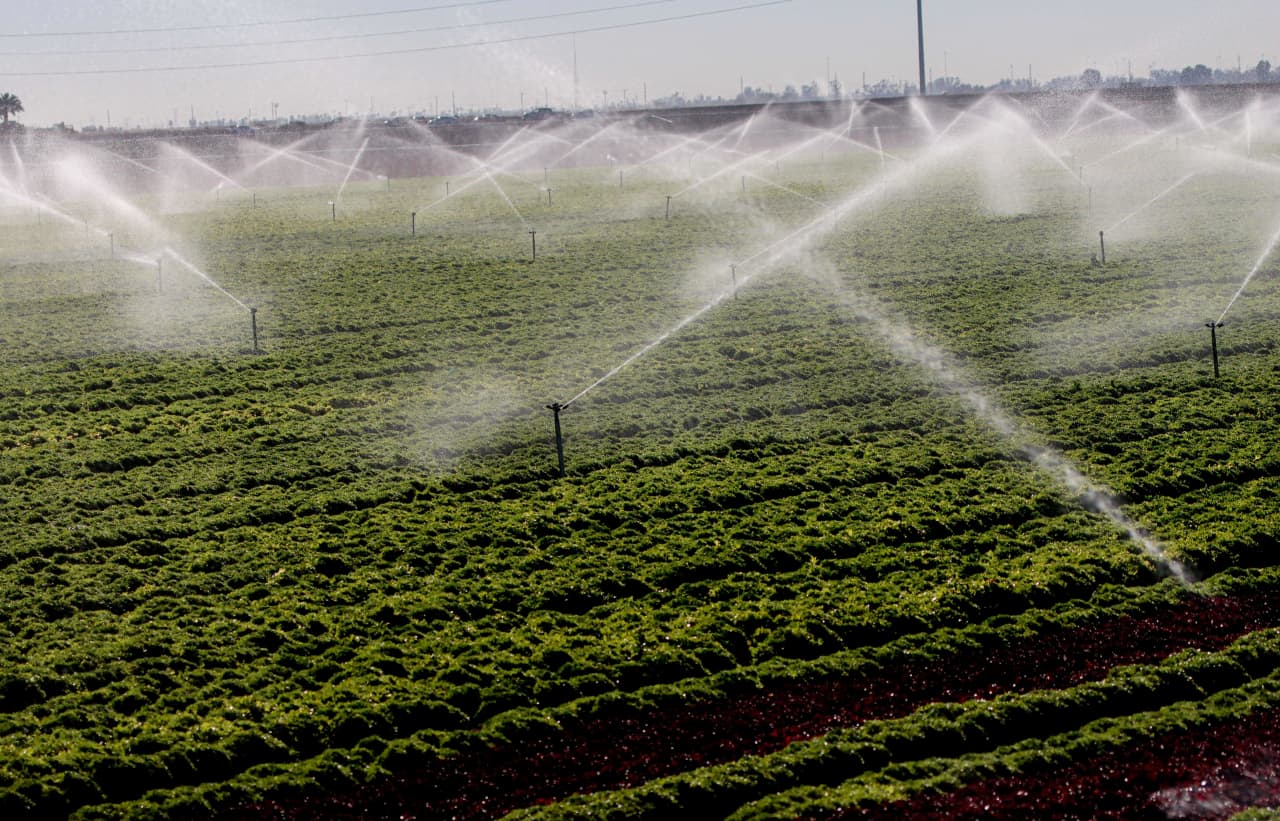 What makes this cyclospora outbreak different — and why it might not end until August
