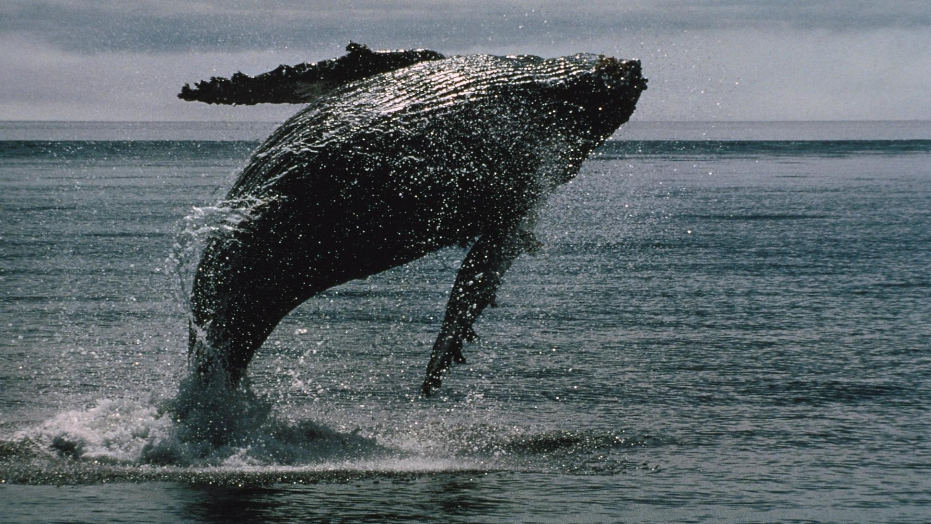 Bitcoin whales bought $16.7 billion of bitcoin in 2 weeks even as ETFs bled a record $4 billion