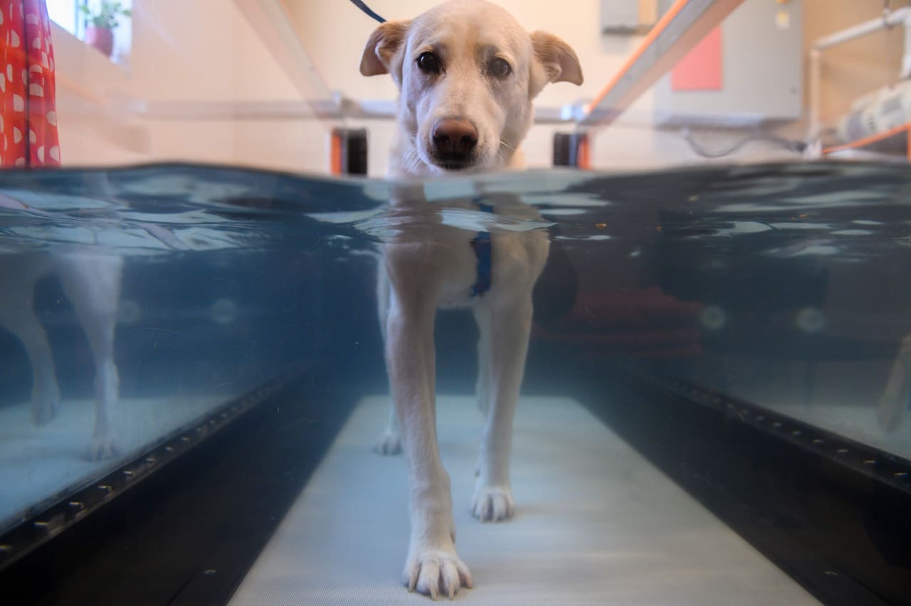 ‘Owning a pet has become a luxury’ — vets worry about higher prices and shrinking pet population, survey finds